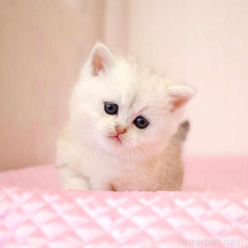 販売中の福岡県のミヌエット(短足)-139651の4枚目