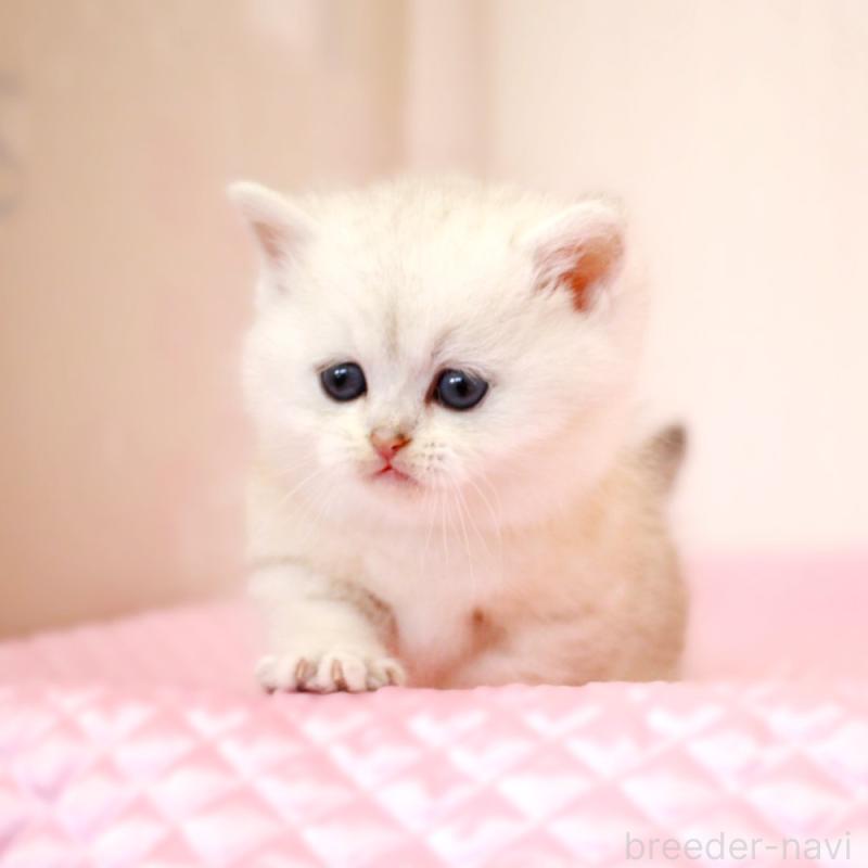 販売中の福岡県のミヌエット(短足)-139651の3枚目