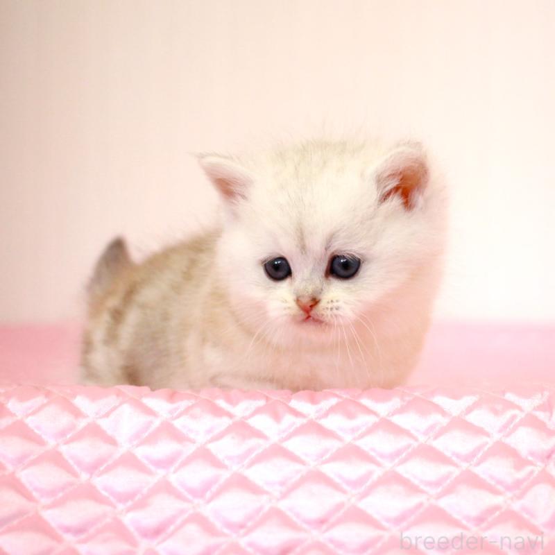 販売中の福岡県のミヌエット(短足)-139651の2枚目