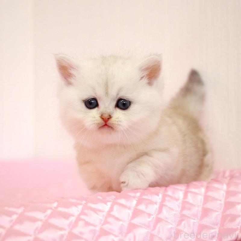 販売中の福岡県のミヌエット(短足)-139651