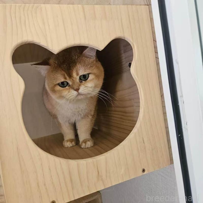 シンバくん1枚目