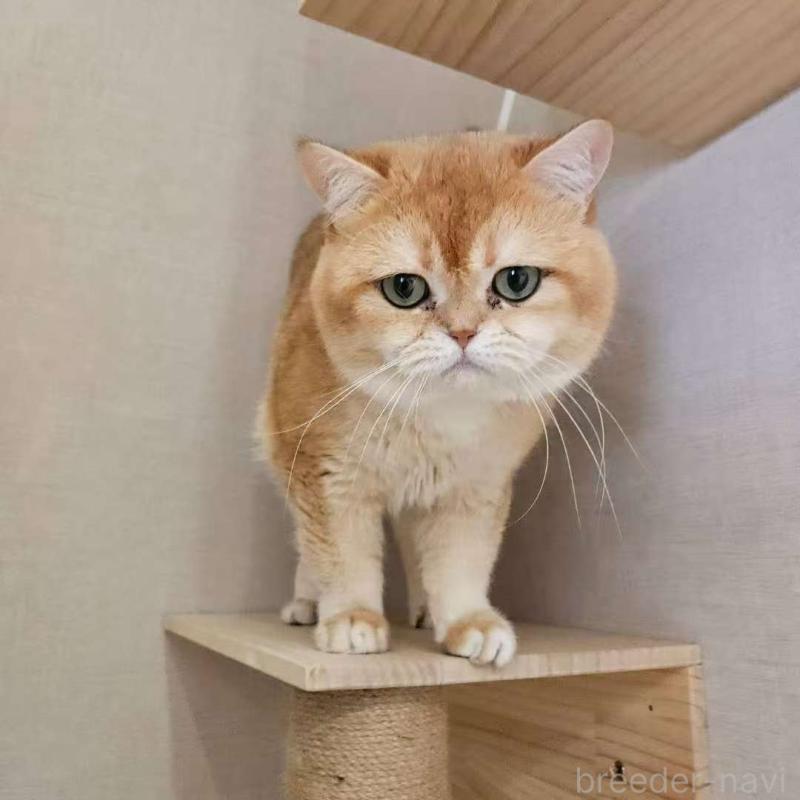 シンバくん1枚目