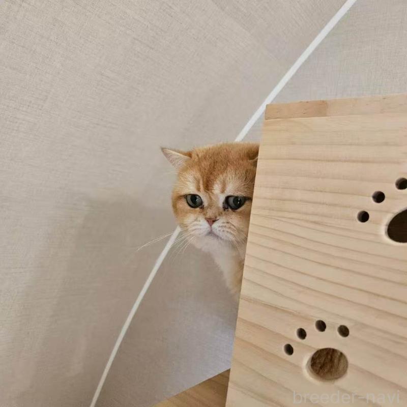 シンバくん1枚目