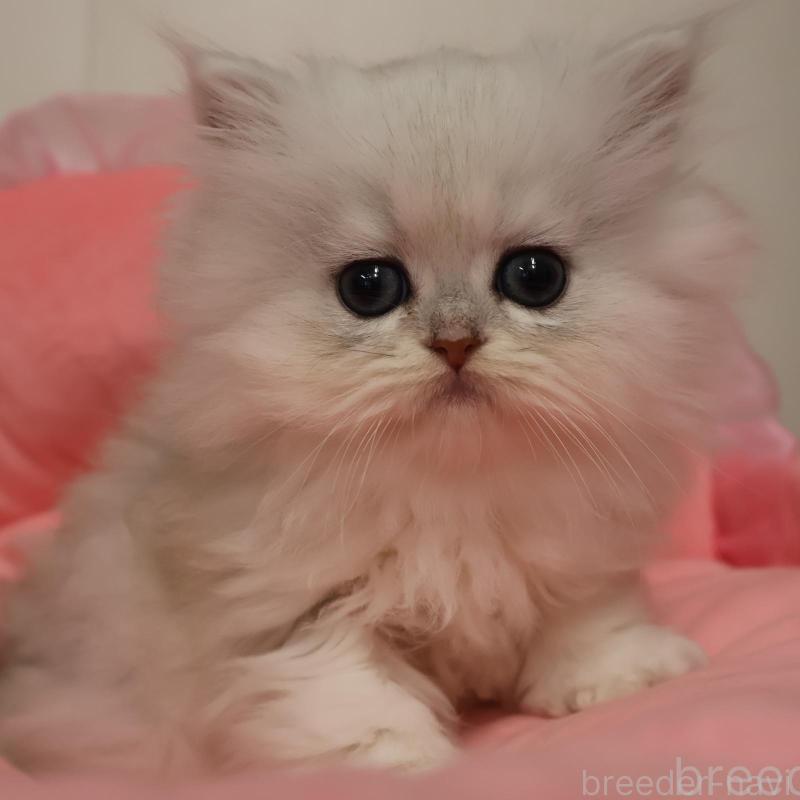 販売中の東京都のペルシャ(チンチラ)-139657
