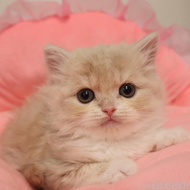 販売中の東京都のスコティッシュフォールド-139658の1枚目