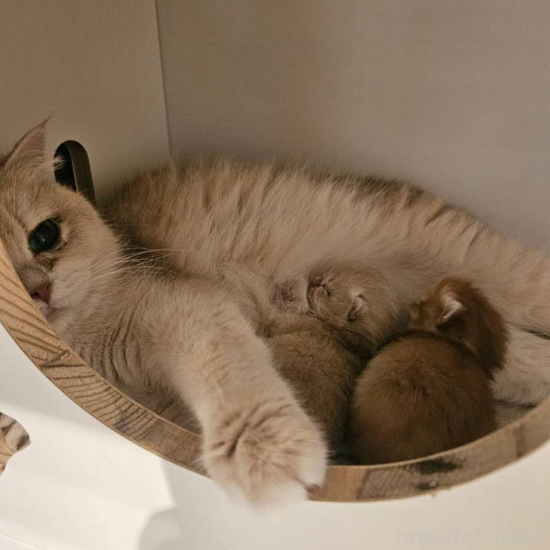 販売中の三重県のブリティッシュショートヘア-139648の3枚目