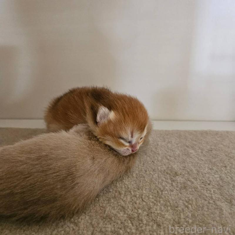 販売中の三重県のブリティッシュショートヘア-139648の2枚目