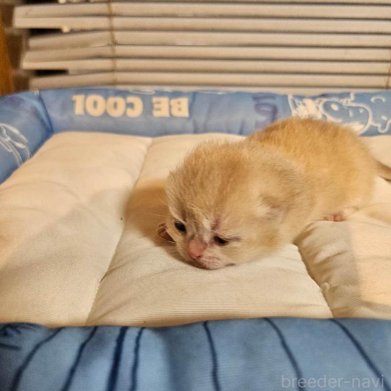 販売中の三重県のブリティッシュショートヘア-139650の4枚目