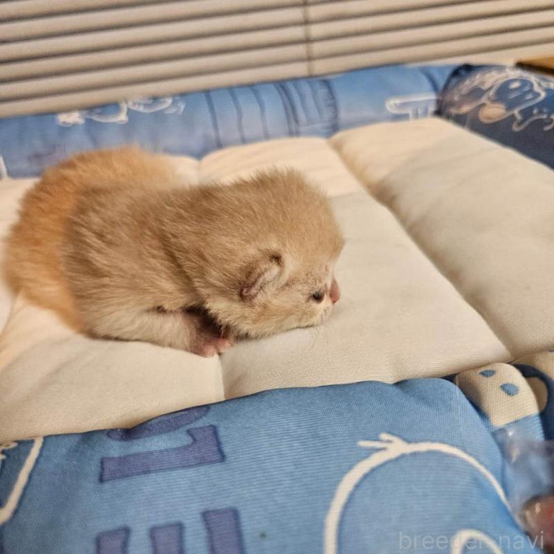 販売中の三重県のブリティッシュショートヘア-139650の3枚目