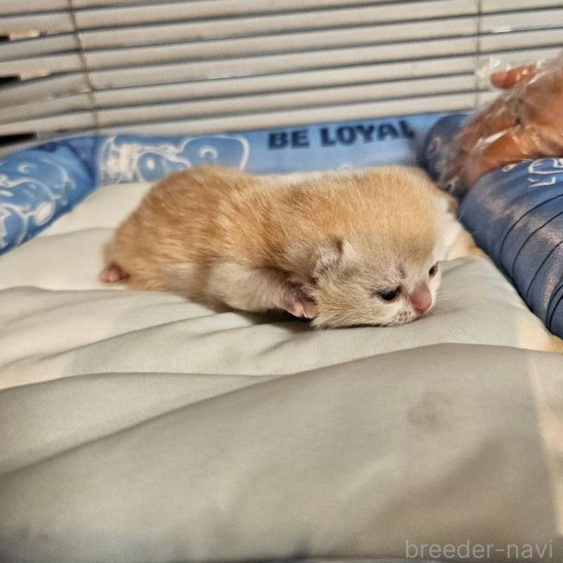 販売中の三重県のブリティッシュショートヘア-139650の2枚目