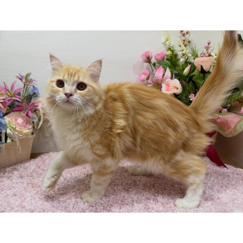 販売中の東京都のラガマフィン-139659の5枚目