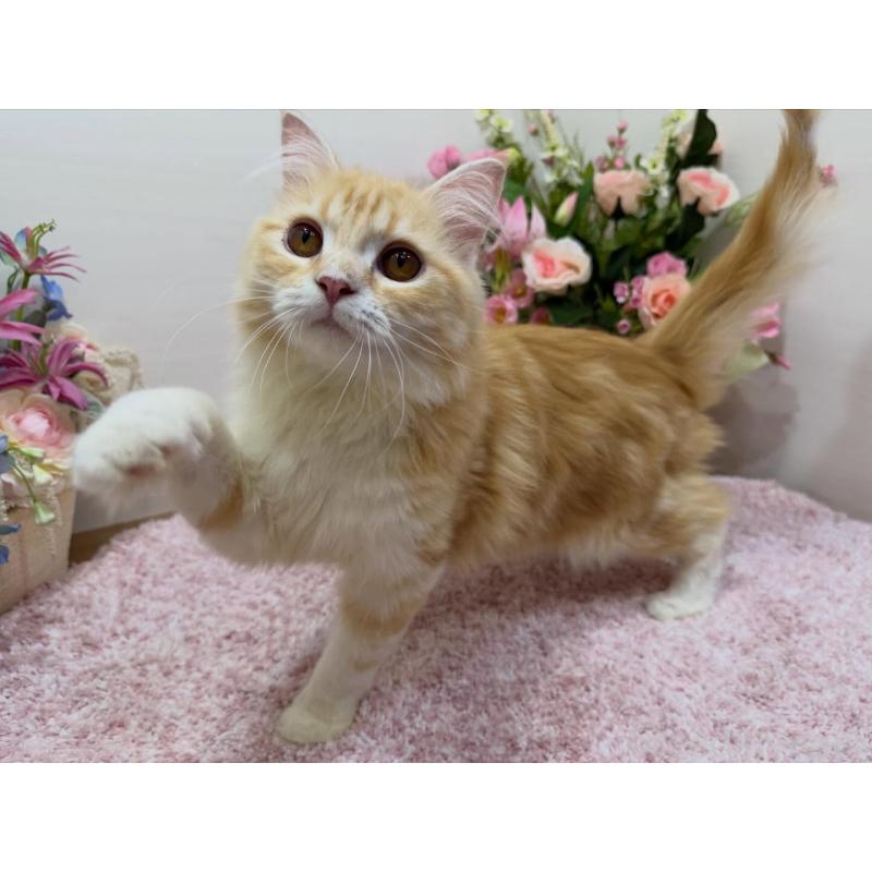 販売中の東京都のラガマフィン-139659の4枚目