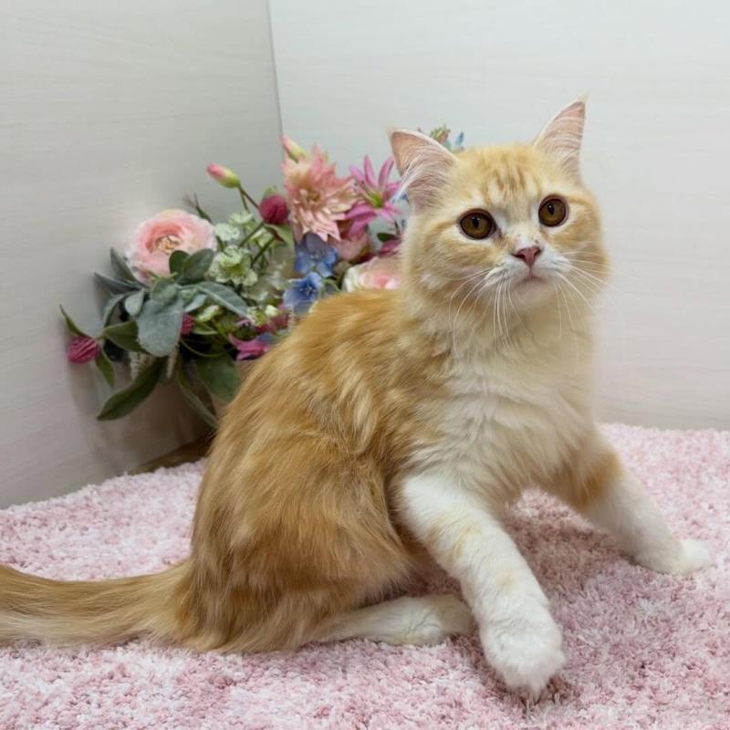 販売中の東京都のラガマフィン-139659の3枚目