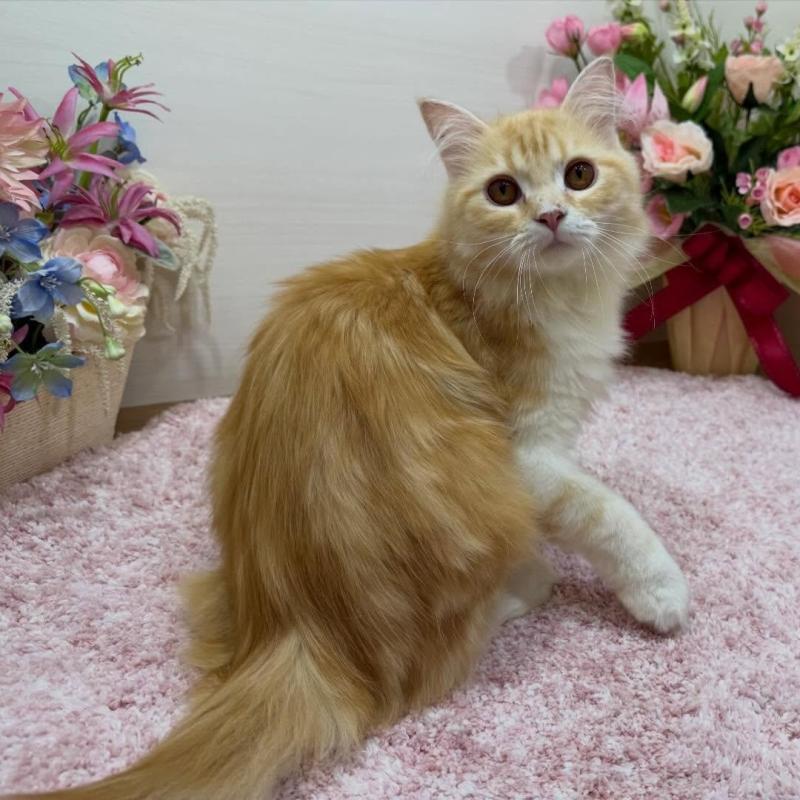 販売中の東京都のラガマフィン-139659の2枚目