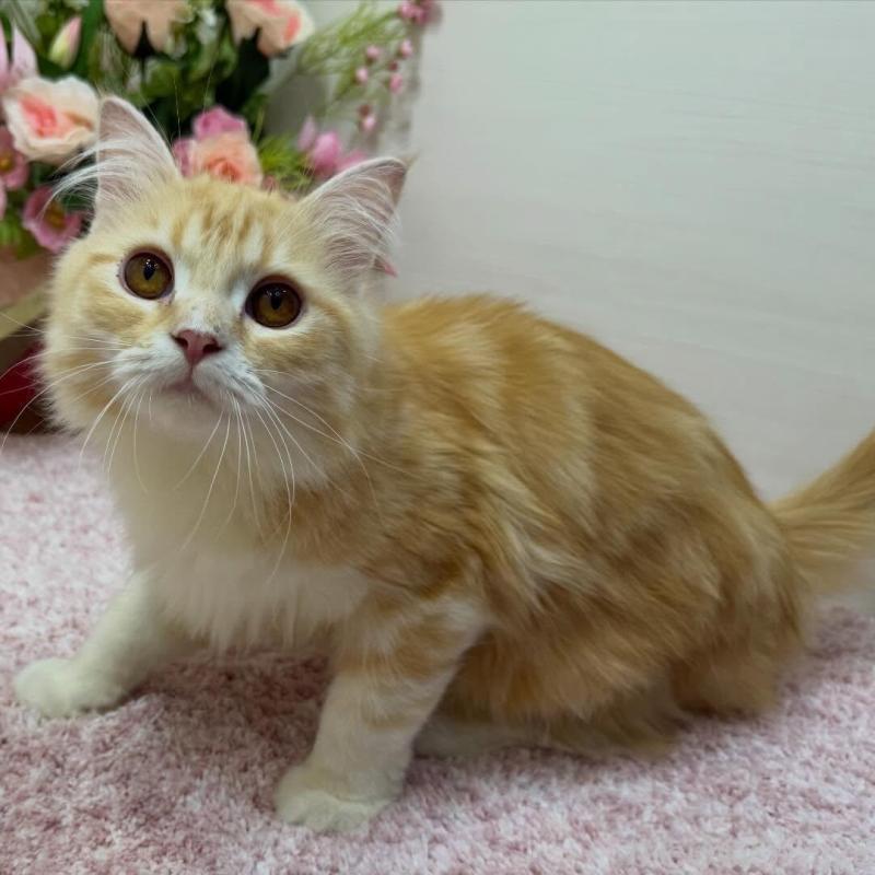 販売中の東京都のラガマフィン-139659