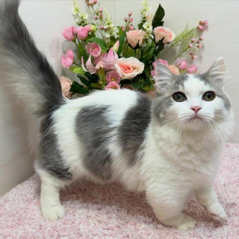 販売中の東京都のマンチカン(短足)-139660の6枚目