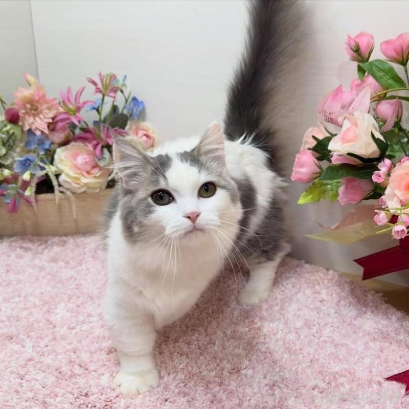 販売中の東京都のマンチカン(短足)-139660の4枚目