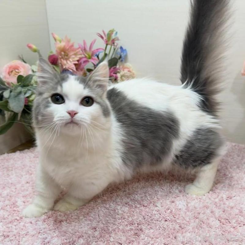 販売中の東京都のマンチカン(短足)-139660の3枚目