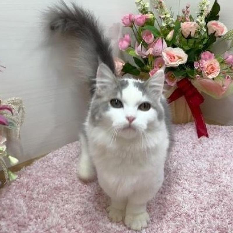 販売中の東京都のマンチカン(短足)-139660の2枚目