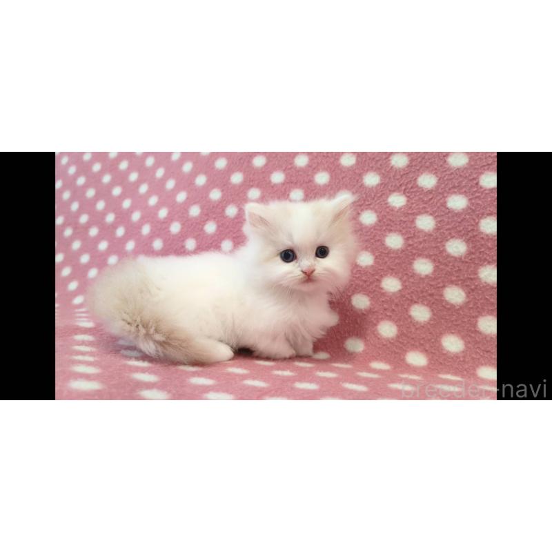 販売中の愛知県のミヌエット(短足)-139661の3枚目