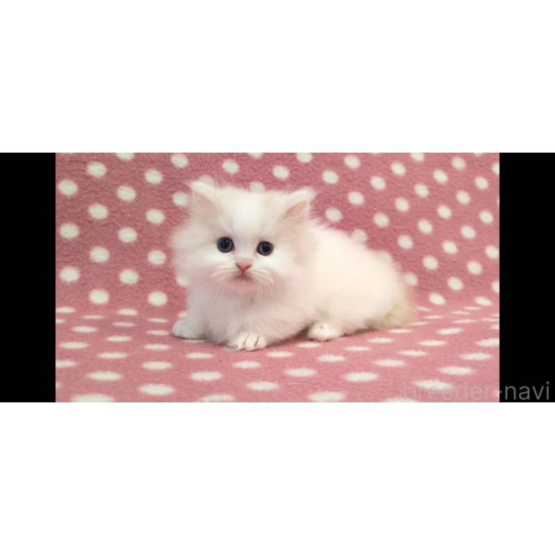 販売中の愛知県のミヌエット(短足)-139661の2枚目