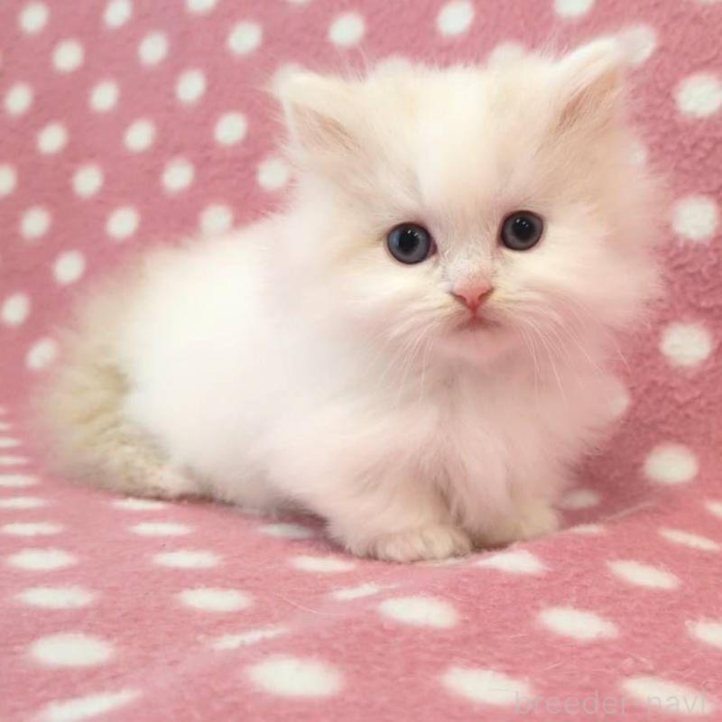 販売中の愛知県のミヌエット(短足)-139661の1枚目