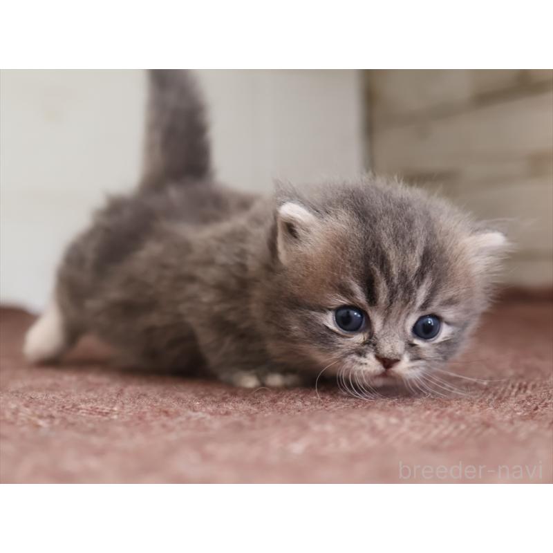 販売中の愛知県のマンチカン(短足)-139662の9枚目