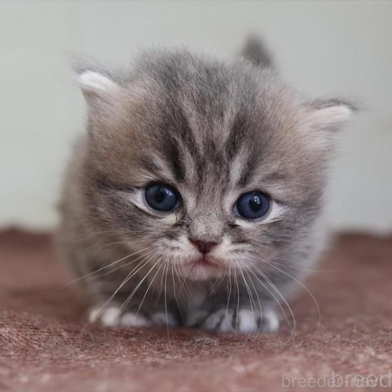 販売中の愛知県のマンチカン(短足)-139662の1枚目