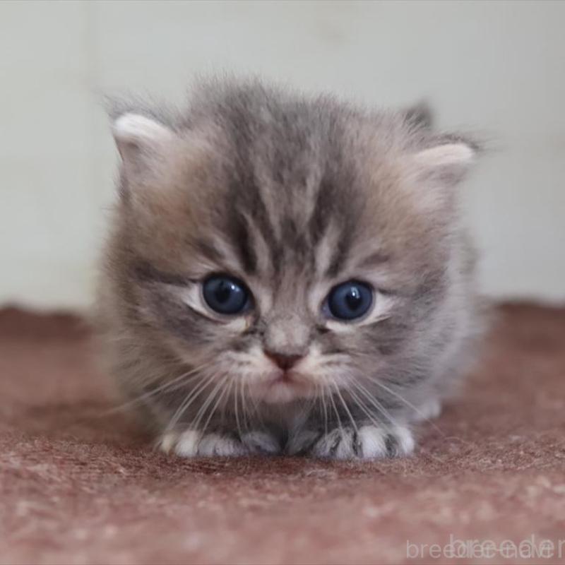 販売中の愛知県のマンチカン(短足)-139662の8枚目