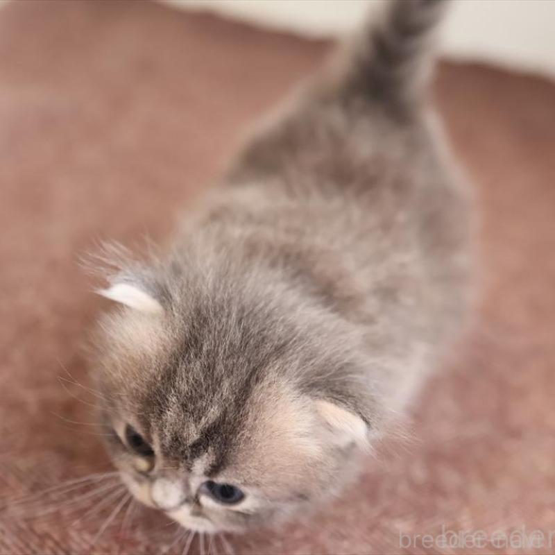 販売中の愛知県のマンチカン(短足)-139662の7枚目