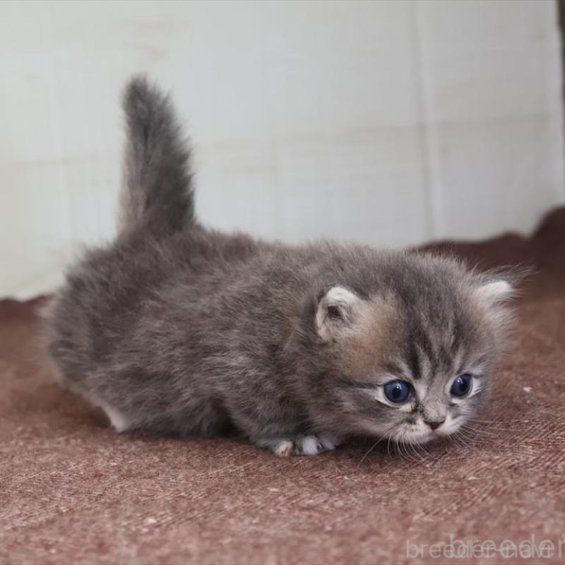 販売中の愛知県のマンチカン(短足)-139662の6枚目