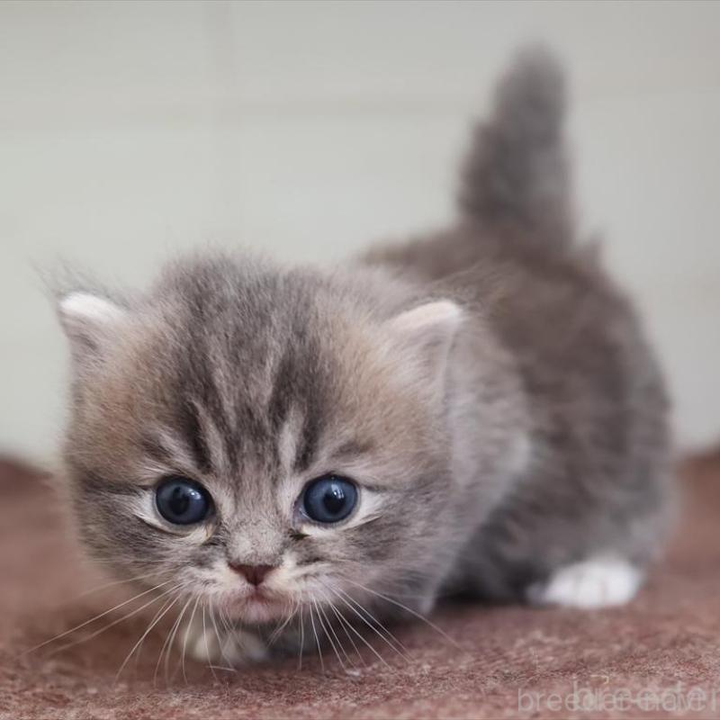 販売中の愛知県のマンチカン(短足)-139662の5枚目