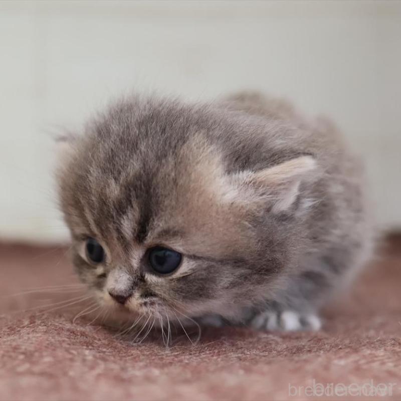 販売中の愛知県のマンチカン(短足)-139662の4枚目