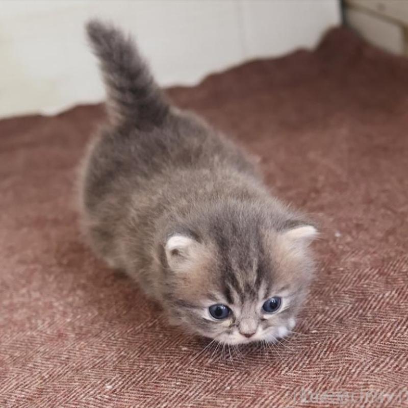 販売中の愛知県のマンチカン(短足)-139662の3枚目