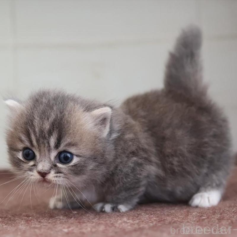 販売中の愛知県のマンチカン(短足)-139662の2枚目