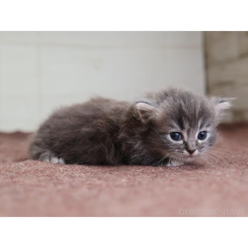 販売中の愛知県のマンチカン(短足)-139664の9枚目