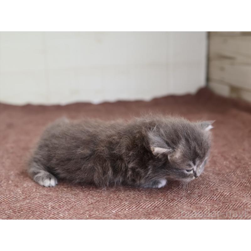 販売中の愛知県のマンチカン(短足)-139664の8枚目