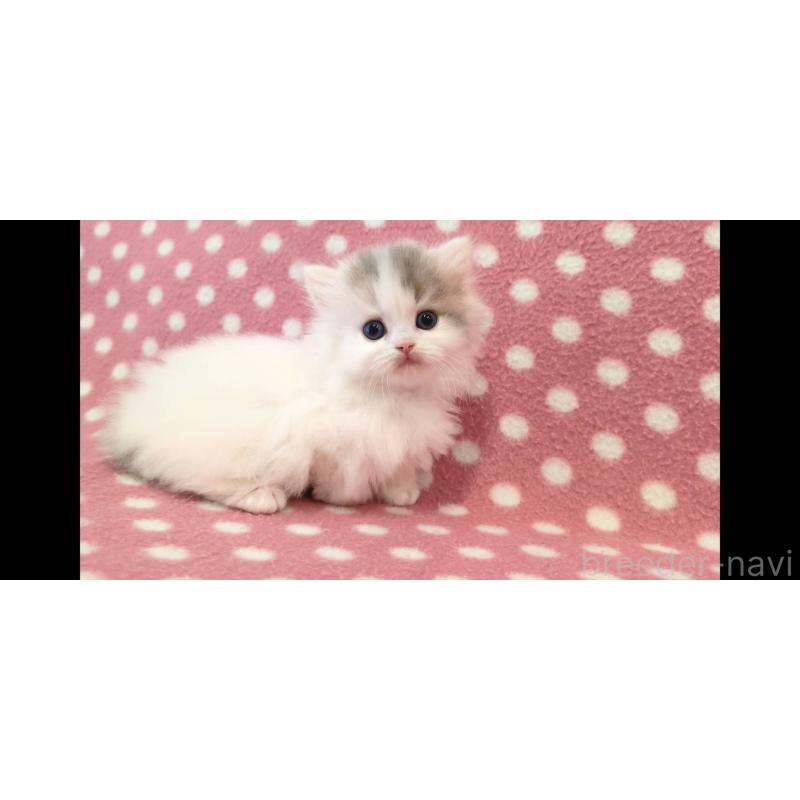 販売中の愛知県のミヌエット(短足)-139663の4枚目