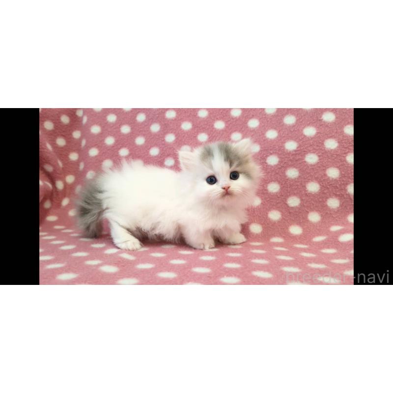 販売中の愛知県のミヌエット(短足)-139663の3枚目