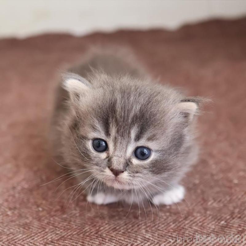 販売中の愛知県のマンチカン(短足)-139664の7枚目