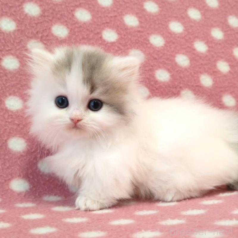 販売中の愛知県のミヌエット(短足)-139663の1枚目