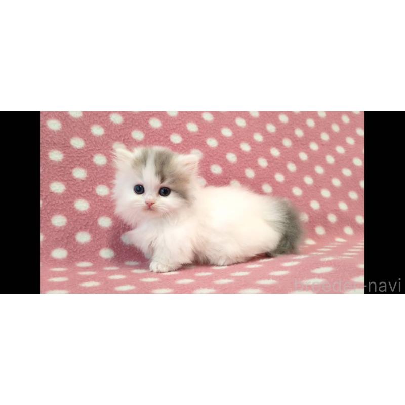 販売中の愛知県のミヌエット(短足)-139663の2枚目