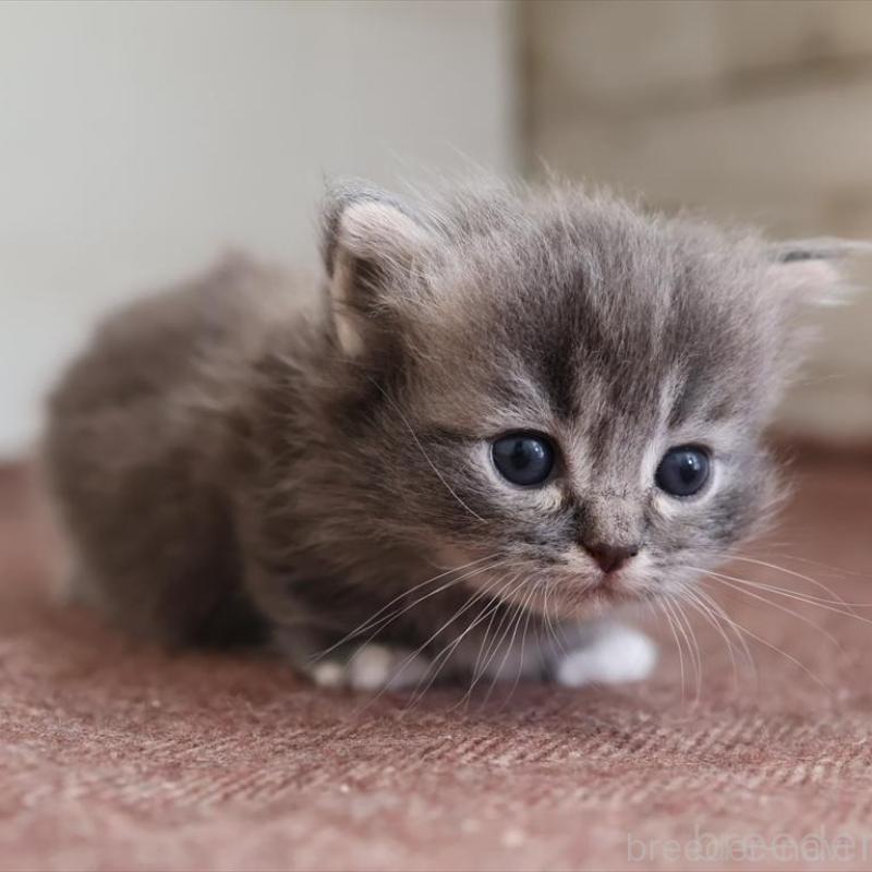 販売中の愛知県のマンチカン(短足)-139664の6枚目