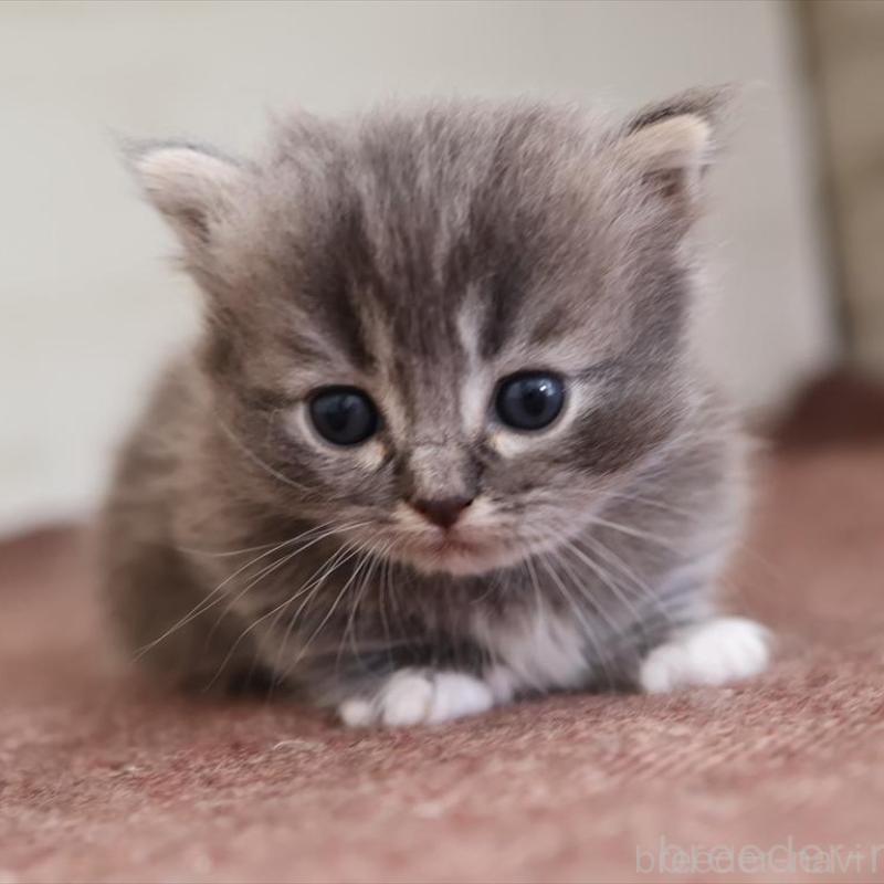 販売中の愛知県のマンチカン(短足)-139664