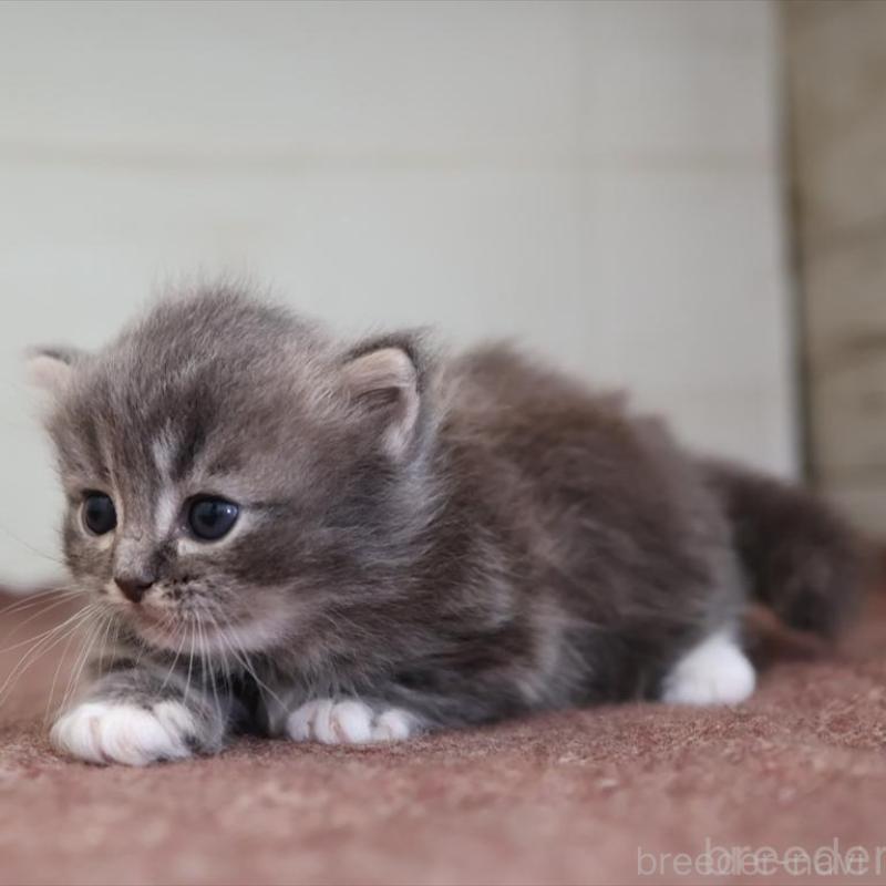販売中の愛知県のマンチカン(短足)-139664の5枚目