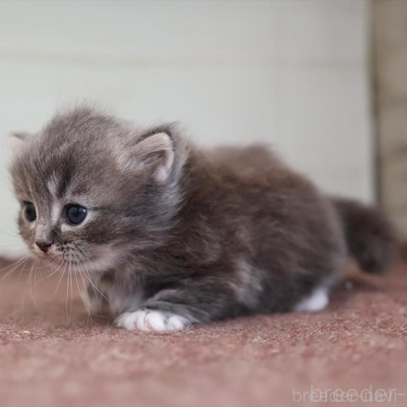 販売中の愛知県のマンチカン(短足)-139664の4枚目