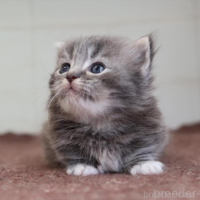 販売中の愛知県のマンチカン(短足)-139664の3枚目