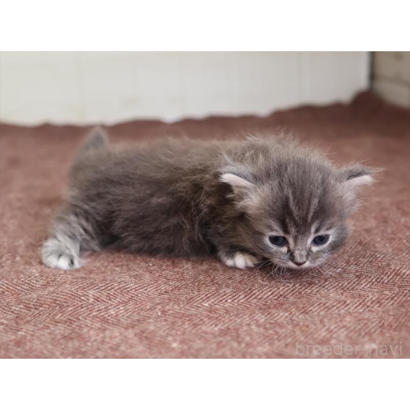 販売中の愛知県のマンチカン(短足)-139664の2枚目