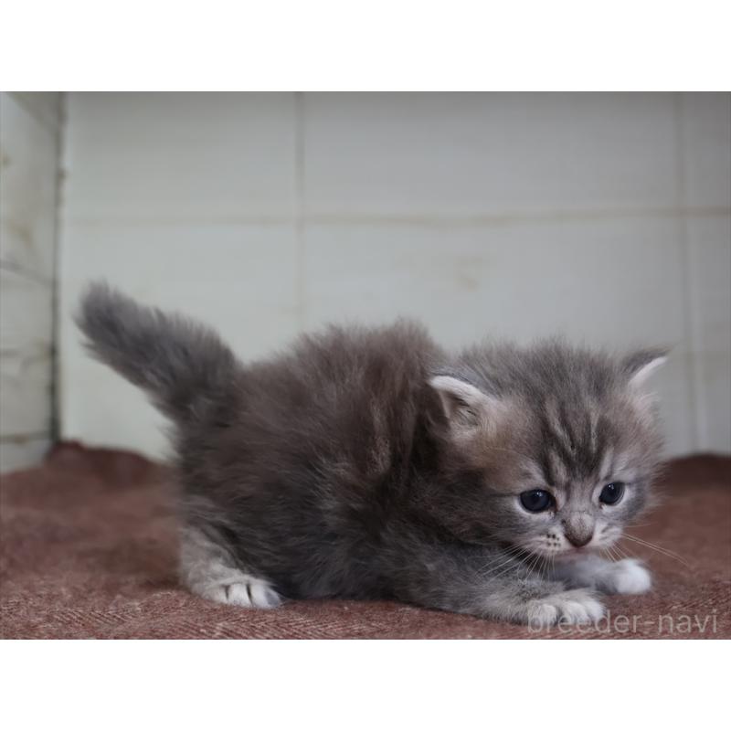 販売中の愛知県のマンチカン-139665の10枚目