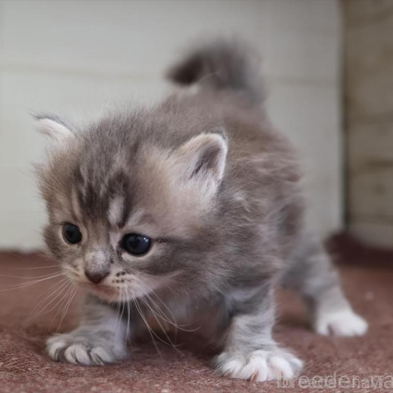 販売中の愛知県のマンチカン-139665の9枚目